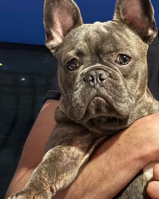 Bulldog francese per monta