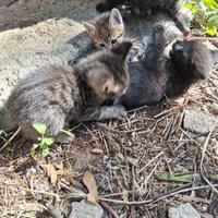 Adozione del cuore di gattini a Taurisano