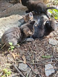 Adozione del cuore di gattini a Taurisano