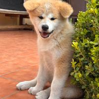 Akita inu