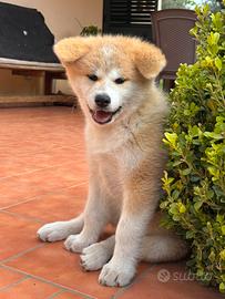 Akita inu