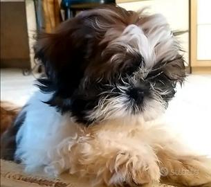 Cuccioli shih Tzu