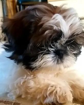 Cuccioli shih Tzu