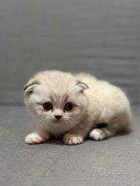 Cuccioli di Scottish fold e straight