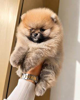 Spitz Nano di Pomerania