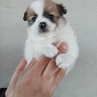 Cuccioli spitz Pomerania nati il 12 gennaio