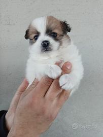 Cuccioli spitz Pomerania nati il 12 gennaio