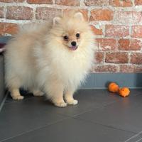 Cucciolo maschio di Pomerania con pedigree Enci
