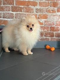Cucciolo maschio di Pomerania con pedigree Enci