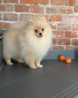 Cucciolo maschio di Pomerania con pedigree Enci
