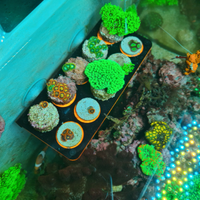 Coralli acquario marino,talee,macroalghe,fito e zo