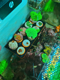 Coralli acquario marino,talee,macroalghe,fito e zo