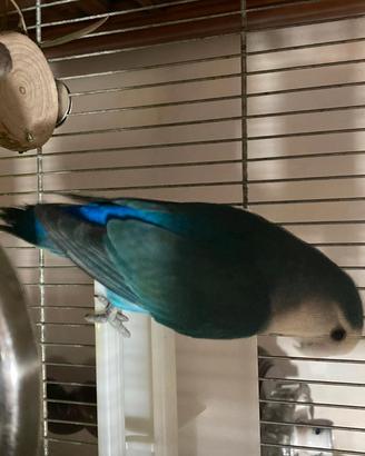 Pappagallo inseparabile