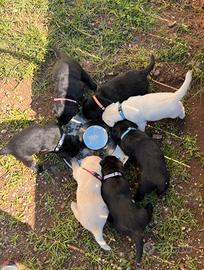 Labrador