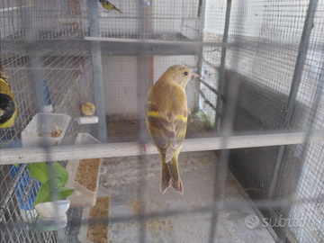 Lucherina testa nera Topazio