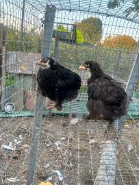 Pulcinotti Marans