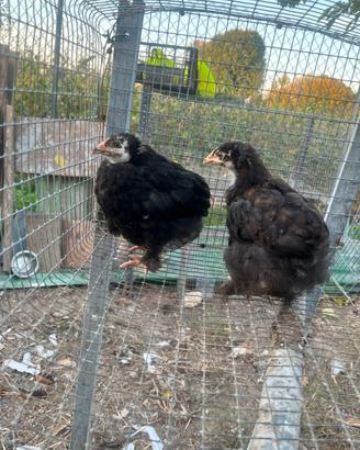 Pulcinotti Marans
