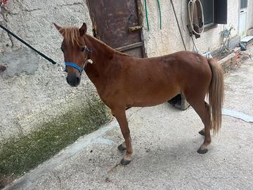Pony femmina