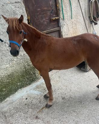 Pony femmina