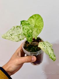 Alocasia Camouflage variegata