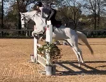 Anglo Araba, 10 anni, 1,60 m