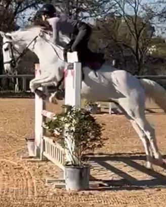 Anglo Araba, 10 anni, 1,60 m
