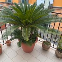 Cycas