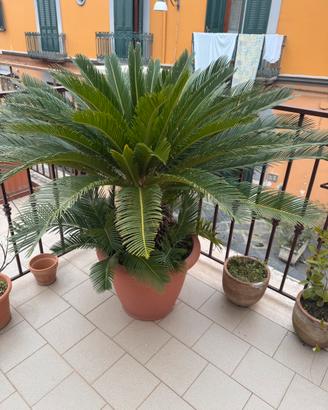 Cycas