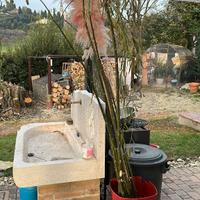 Piante di Salice Piangente