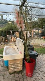 Piante di Salice Piangente