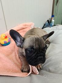 Bulldog francese