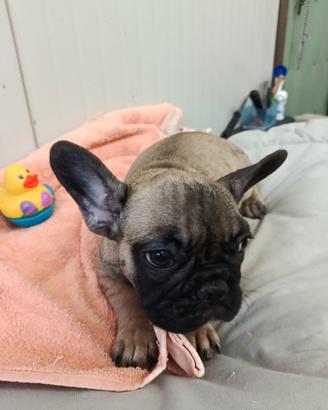 Bulldog francese