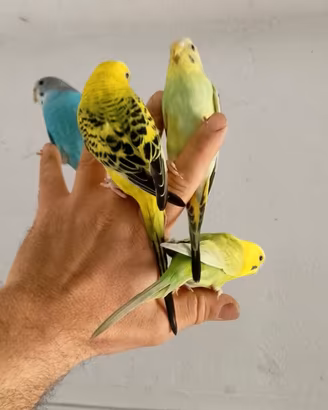 Pappagalli cocoriti
