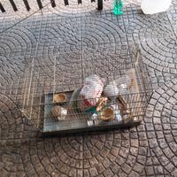 gabbia per uccelli