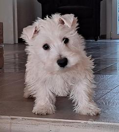 West higland white terrier