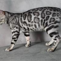 Bengala per la monta con pedigree ANFI