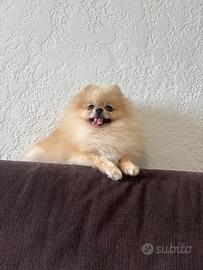 Volpino pomerania TOY 1Kg 500 Grammi ADULTA crema