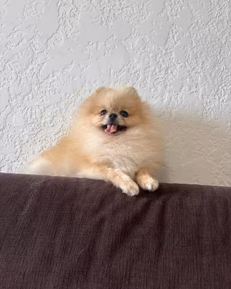 Volpino pomerania TOY 1Kg 500 Grammi ADULTA crema