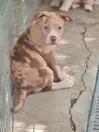 American bully cucciola xl merle