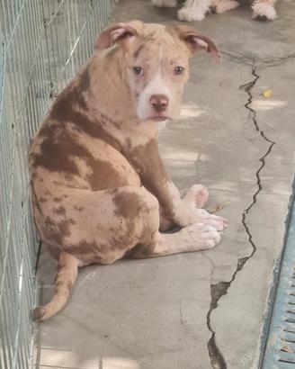 American bully cucciola xl merle