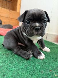 Cucciolo di bulldog francese