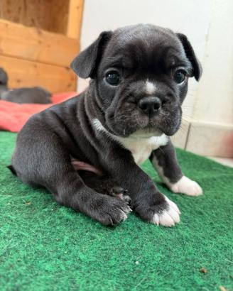 Cucciolo di bulldog francese