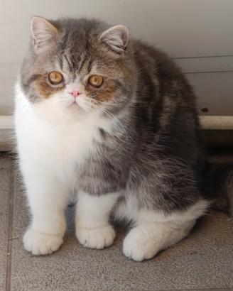 Gatto persiano