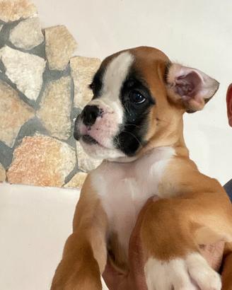 Boxer cuccioli