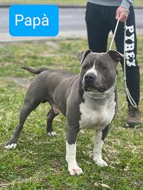Amstaff Blue  Cucciola già disponibile