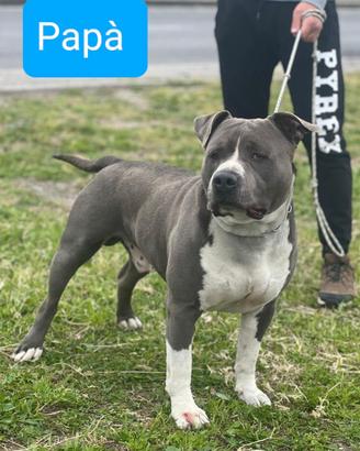 Amstaff Blue  Cucciola già disponibile