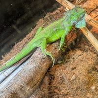 Iguana e rettilario allestito