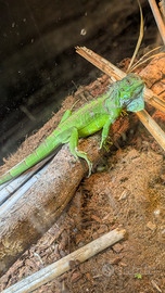 Iguana e rettilario allestito