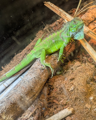 Iguana e rettilario allestito