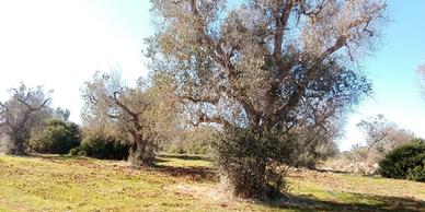 Terreno con ulivi 12000 m 2